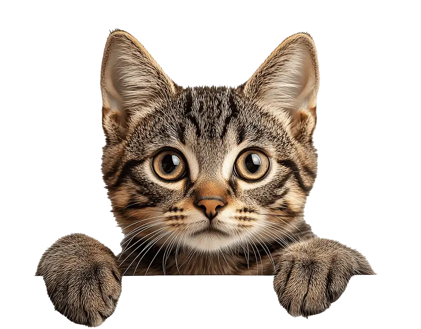 Kitten peeking over the transition plan