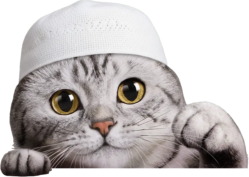 A cat peeking over the edge