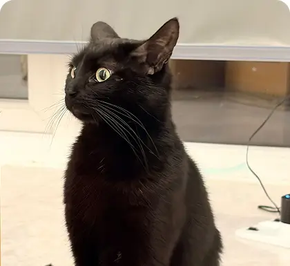 Coco, one of the Hurayra office cats