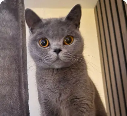 Enzo, one of the Hurayra office cats