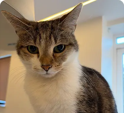 Ivy, one of the Hurayra office cats