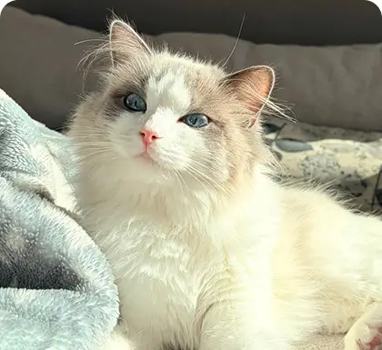 Janna, one of the Hurayra office cats