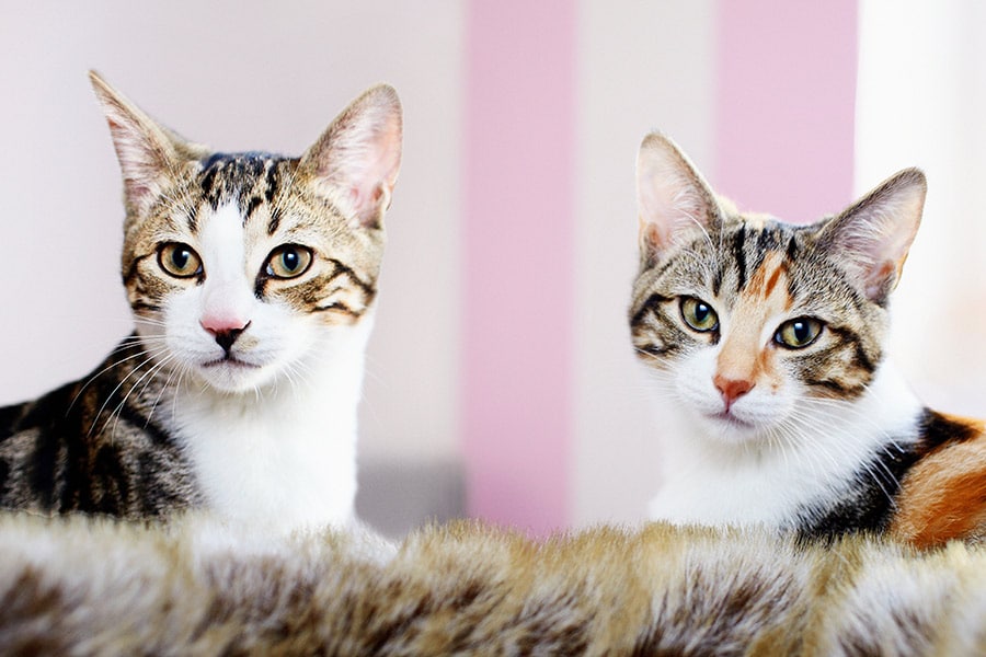 close-up-of-kittens-faces