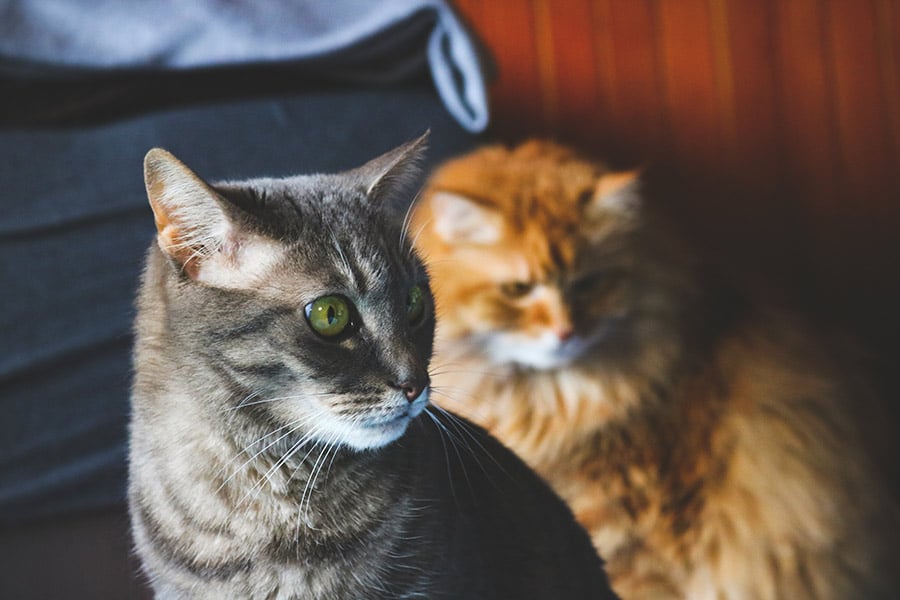 tabby-and-ginger-cat-at-home