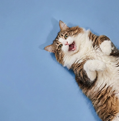 Do Cats Need Halal Food? What Every Cat Owner Should Know