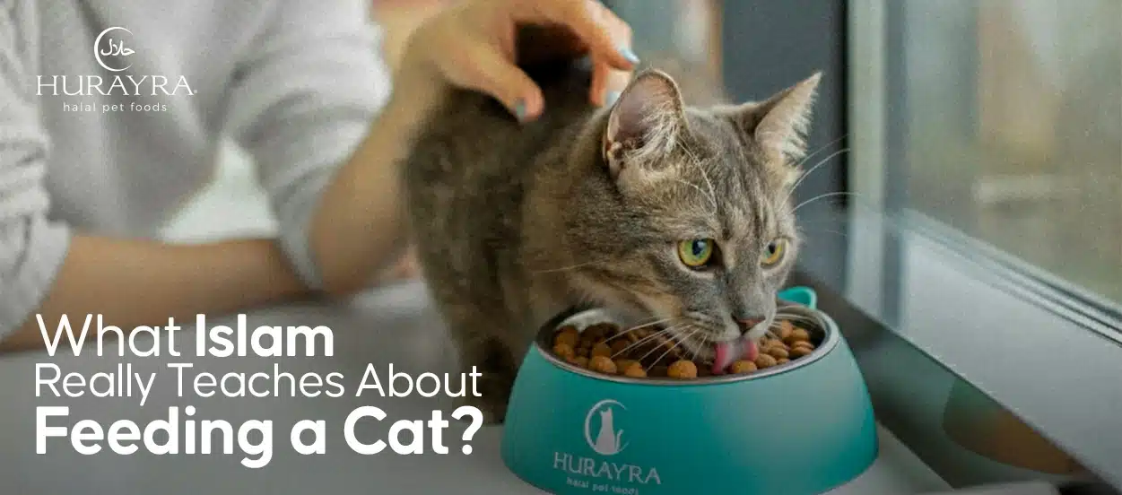 what islam really teaches about feeding a cat?