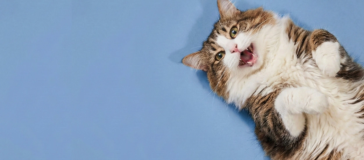 Do Cats Need Halal Food? What Every Cat Owner Should Know