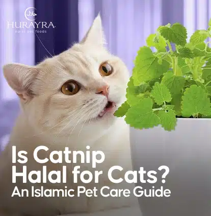 Is Catnip halal for cats?