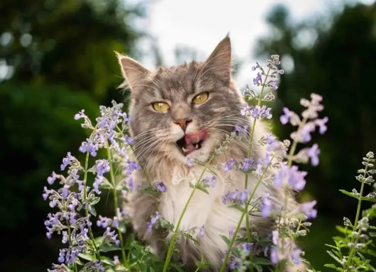 Image showing cat licking catnip plant