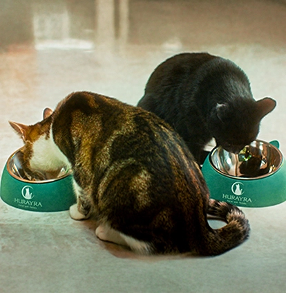 Hurayra’s Journey to Creating the UK's First Halal Cat Food