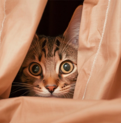 What Is the 3-3-3 Rule for Cats? A Detailed Guide