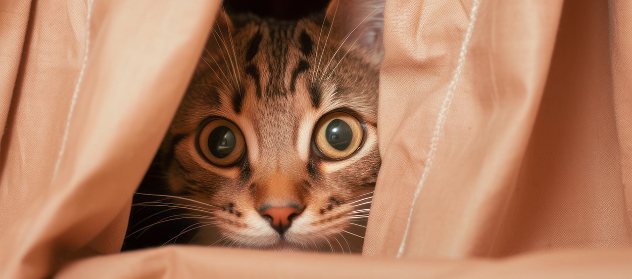 What Is the 3-3-3 Rule for Cats? A Detailed Guide