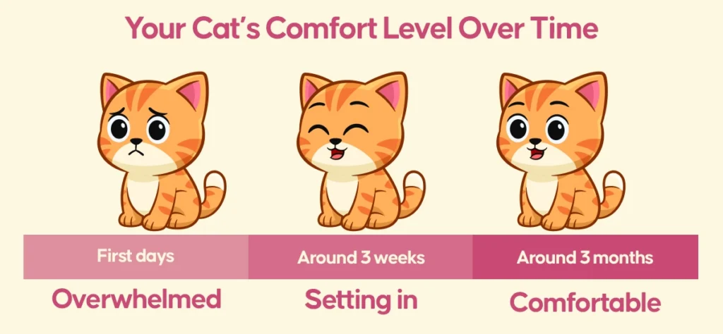 Your Cat’s Comfort Level Over Time