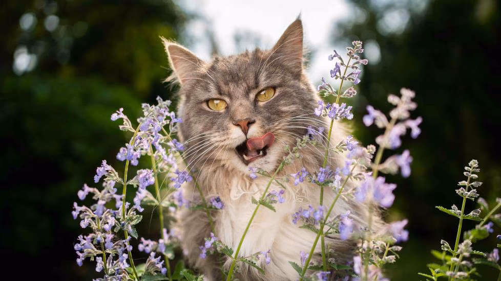 Image showing cat licking catnip plant
