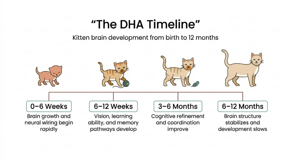 The DHA timeline