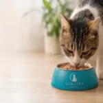 How Much Wet Food Should You Feed Your Cat
