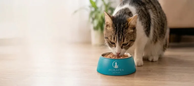How Much Wet Food Should You Feed Your Cat