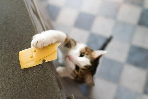 Human Foods Cats Can Eat in Moderation