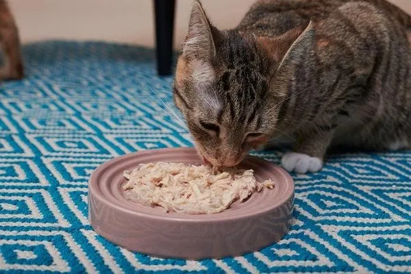 Safe Human Foods for Cats